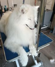 AU CHARME CANIN image 5