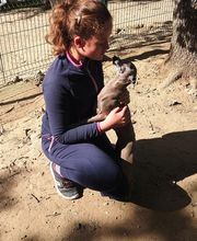 C.A PRO CANIN image 2