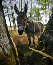 EselWanderHof-Spree-Neiße Bild 6
