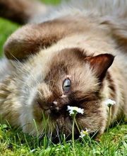 Elevage du Taillis Madame image 1