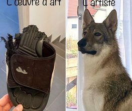 Astuce De Chien image 6
