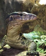 Reptiland image 13