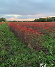 Biohof Beckerwerth Bild 4