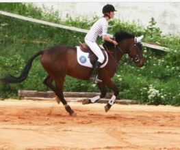 Centre Equestre Jas Des Rocs image 2