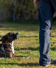 Agil'Canin 36 image 8