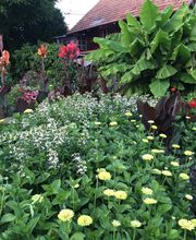 Gander Gartenbau Bild 7