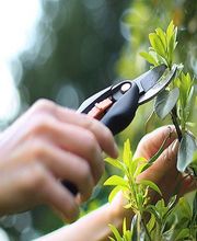 Romu Parcs Et Jardins image 4