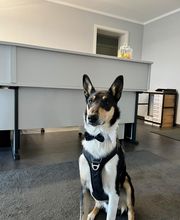 Glückliche Hundepfoten by Catrin Hendl-viel mehr als nur Hundetraining Bild 19