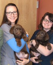 Marshfield Veterinary Service image 3