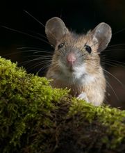 Eco Line Sagl Bild 8