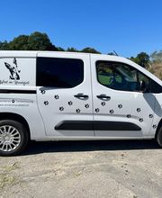 Wind im Hundefell Bild 13