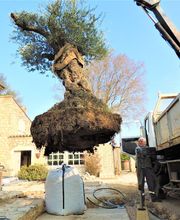 Palmiers Prestige image 8