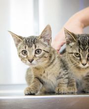 Skinner Animal Clinic image 13