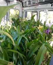 Odom's Orchids Inc image 5