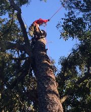 Southeast Tree image 12