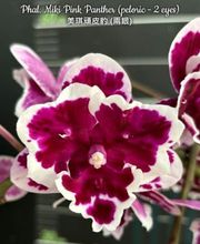 MyOrchids.shop Bild 14