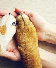 Veterinario Vet Sur Armeñime imagen 3