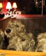 Amis Croquette image 2