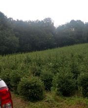 Scea Tavarson Sylviculture image 4