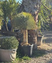 Royal Palm Aix image 11