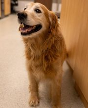 AcutePet Urgent Care image 3