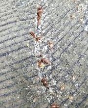 Windy City Bed Bug Specialists image 5