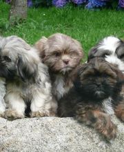 Elevage Vallée Du Léguer EARL image 8