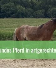 Aktivstall Dirnberg Bild 8