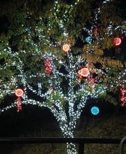 Aspen Tree Service - SavATree image 9