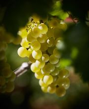 Maison Louis Latour image 5