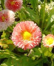 Blumen Wendler Lauf Bild 6