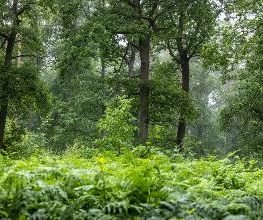 FriedWald Bremer Schweiz Bild 15