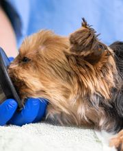 Kleintierpraxis von Werthern GmbH Bild 2