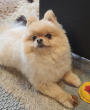 Silvis mobiler Hundefriseur Bild 6