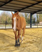 Ecurie Radet-Coudret image 4