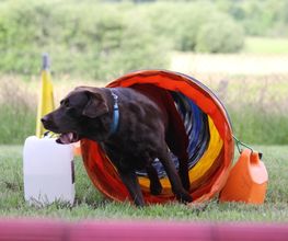 RolfsRudel Hundeschule / Rolf Matar Bild 5