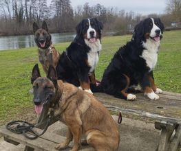 Antho Educanine image 9