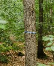 FriedWald Kirchheimbolanden Bild 1