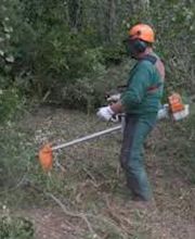 Tree Services Company image 9