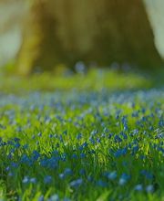 Bestattungshaus Schönfeld GmbH Bild 6