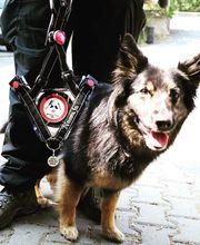 KaNi.Dogs-Olpe Mantrailing meets Fun Bild 1