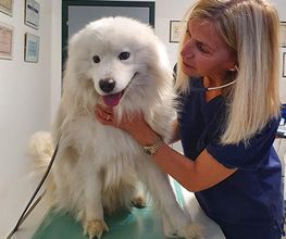 La Clinica degli Animali immagine 1