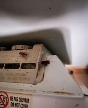 GN3D Dératisation Désinsectisation image 3