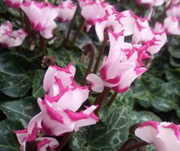 Blumen Lessle Bild 3
