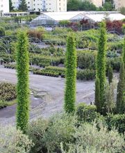 Bernhard Baumschulen AG Bild 5