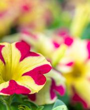 Blumen Brügger Bild 2