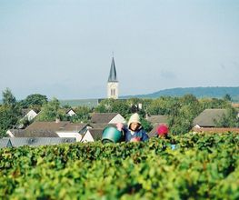 CHAMPAGNE BARNAUT image 9