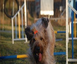 Hundeschule Göttingen Bebra Bild 4