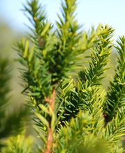 Matter Garten AG Bild 14