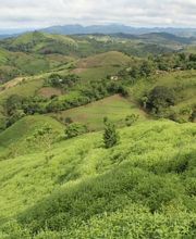 AcanChia Bild 1